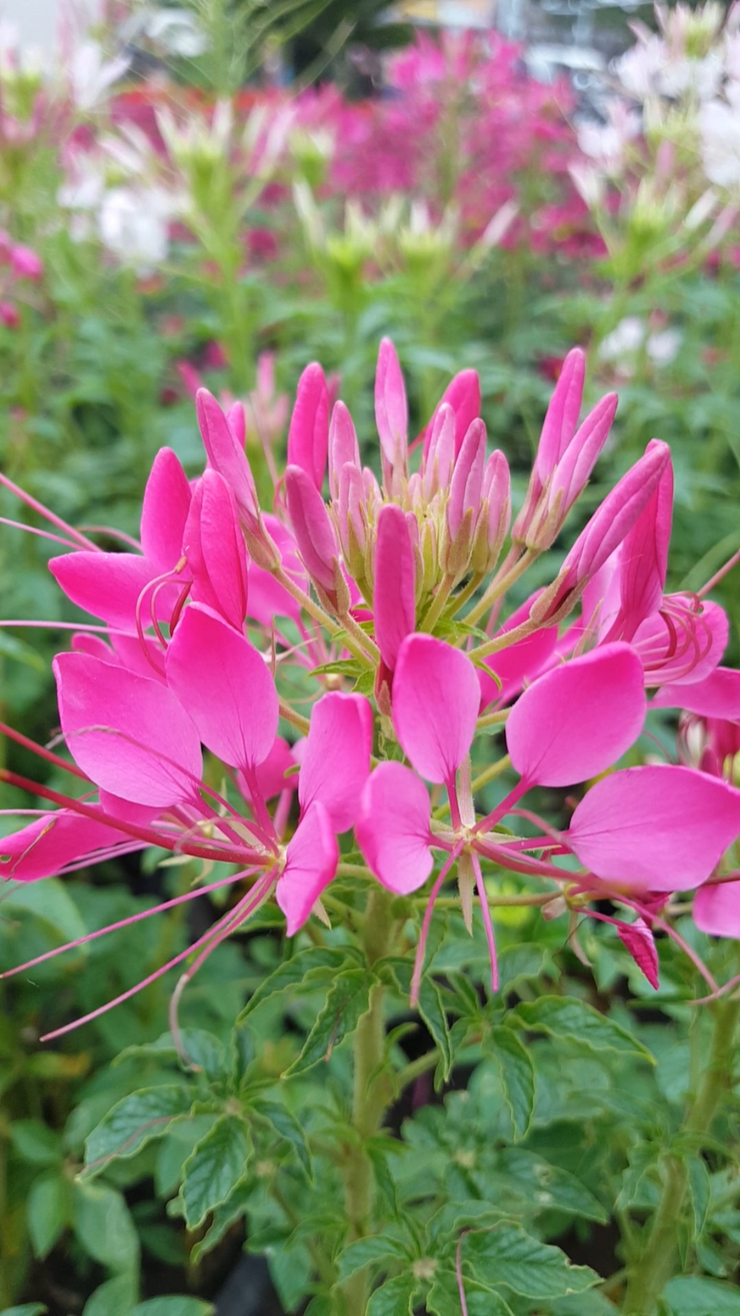 漂亮的蝴蝶花美丽动人