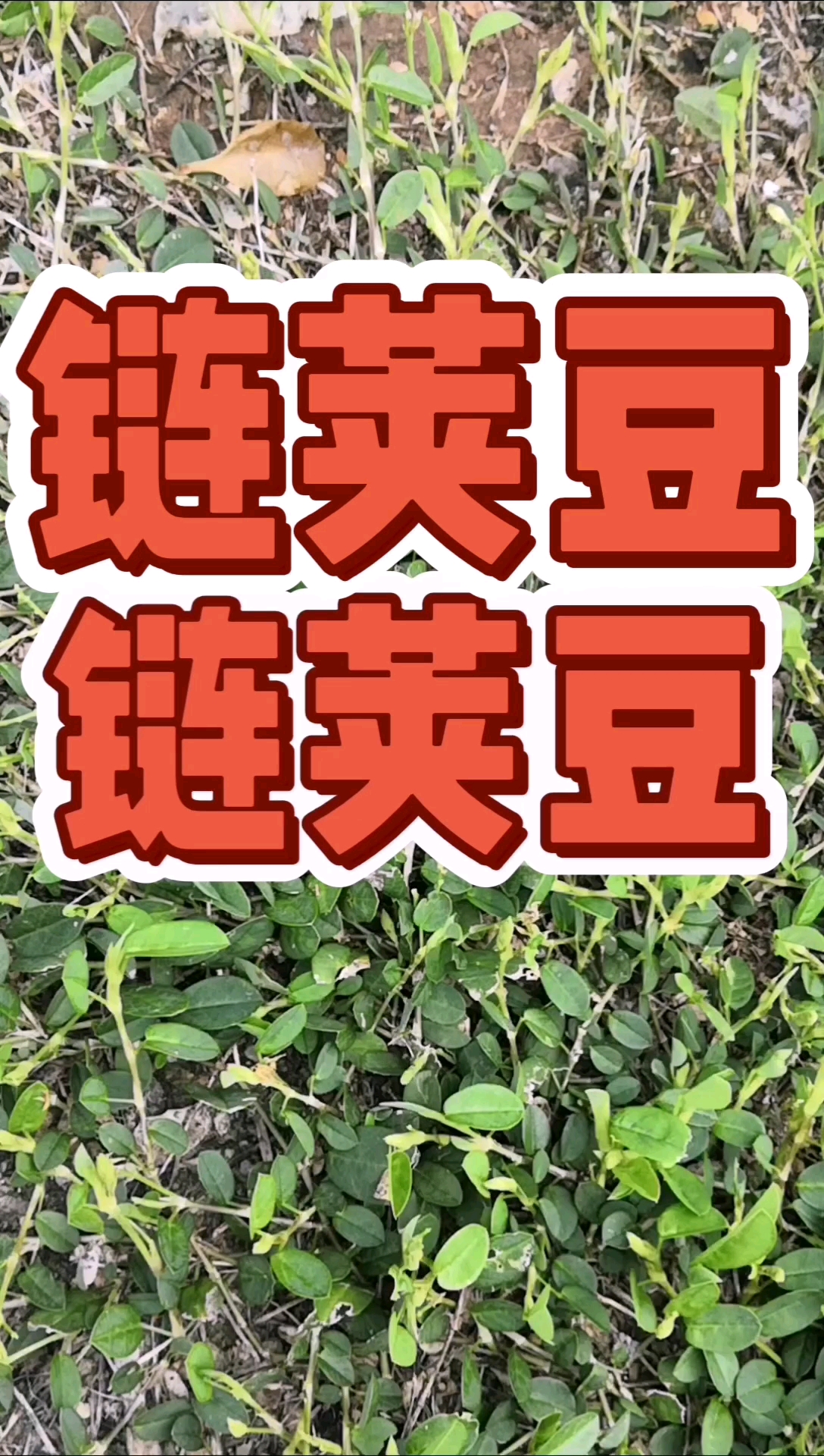 寻百草识百草,链荚豆