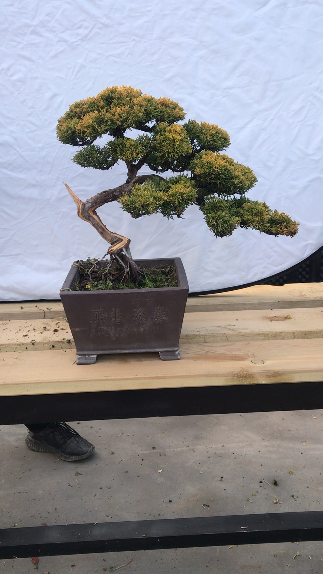 感谢全民我要上热门#精品黄金真柏