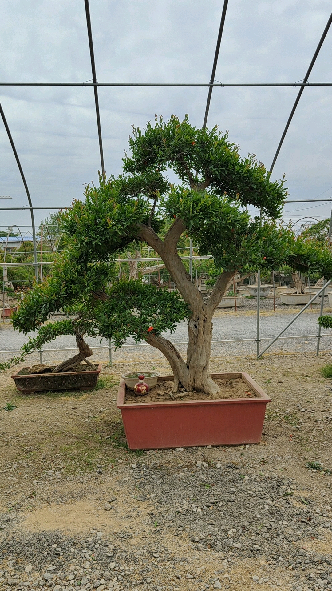 我要上热门#老桩造型石榴树,春暖花开枝叶长势旺盛,美不胜收