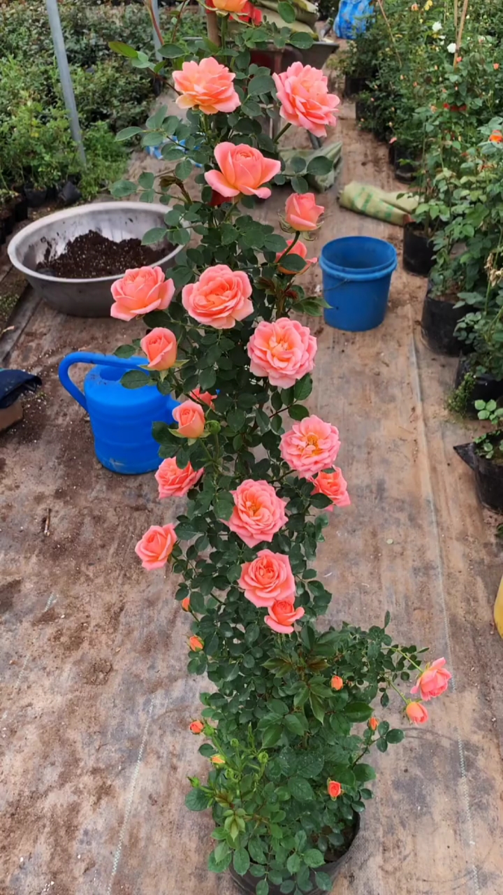 爬藤月季浓香型