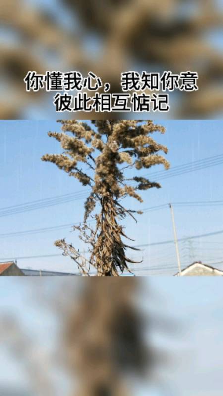 情感语录#两个人最好的关系是…-全民小视频