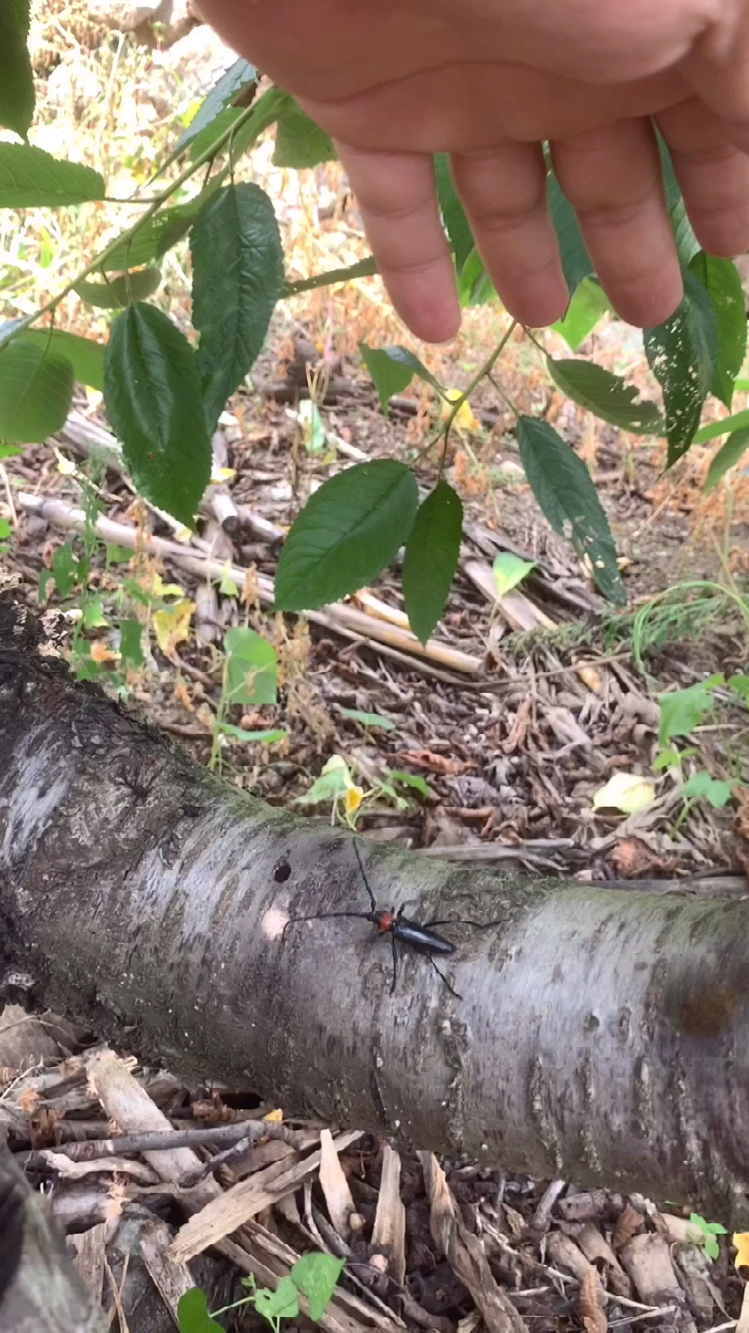 大樱桃树红颈天牛的幼虫,哈虫的处理方法
