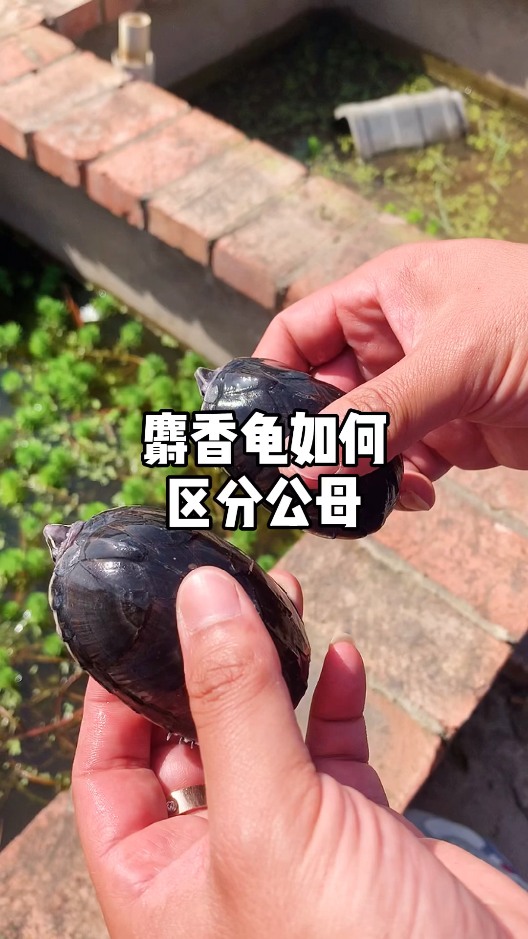 麝香龟#麝香蛋龟如何区分公母-龟谷鳖老-度小视
