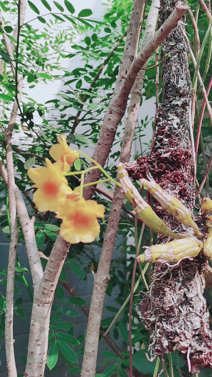 石斛记#原木上的短棒石斛开花了,养了一年多了