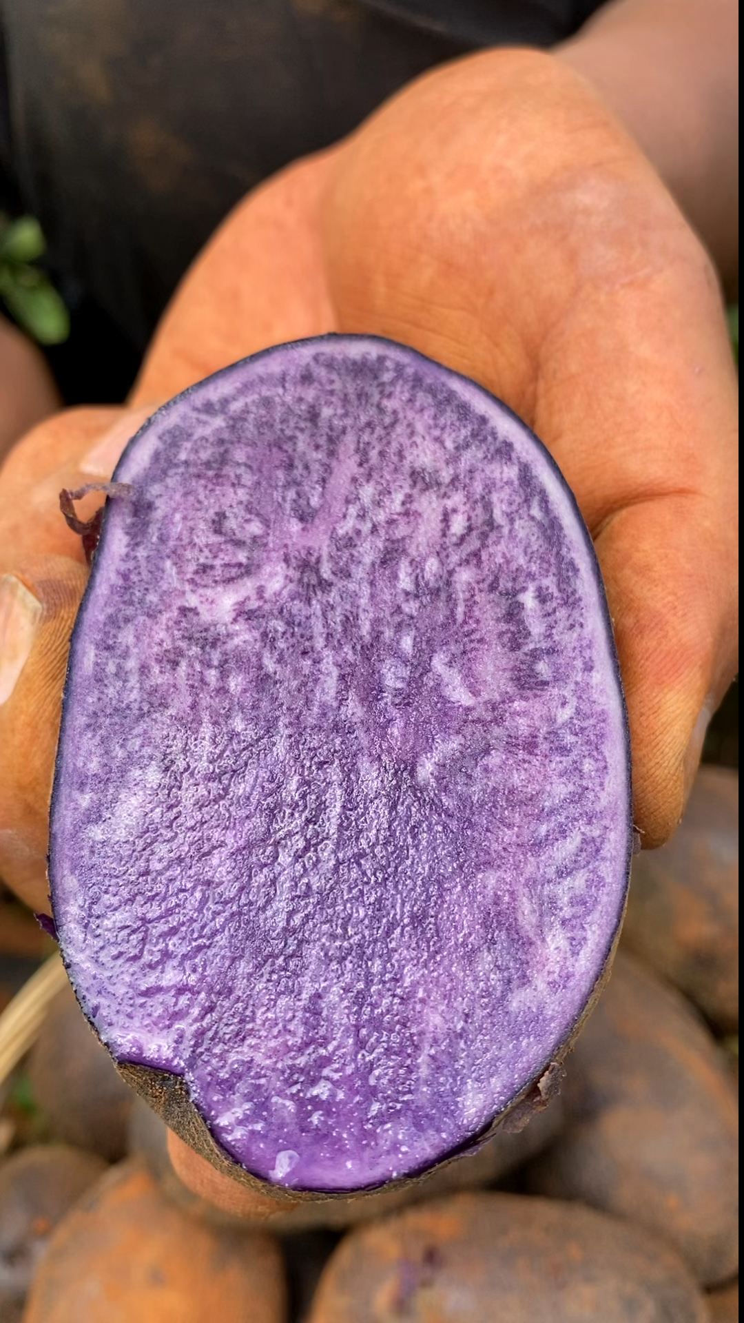 云南高山上的紫心土豆,满满的花青素,香甜软糯!-度小视