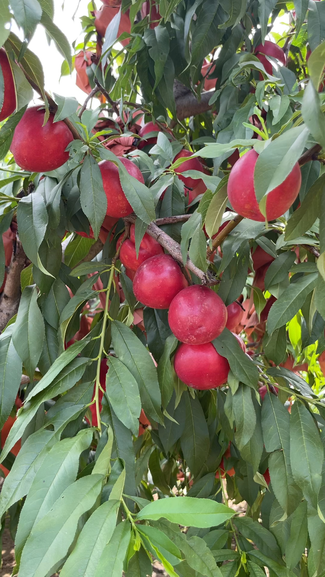 6月中下旬成熟的珍珠枣油桃不用疏果不套袋糖度高