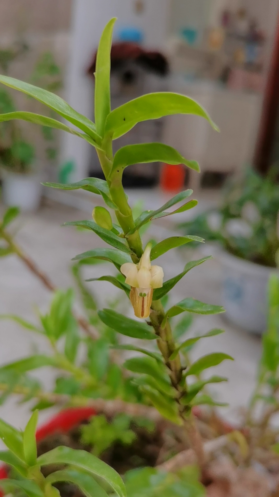 石斛记#种在风化木上的反瓣石斛,开一朵花了,香