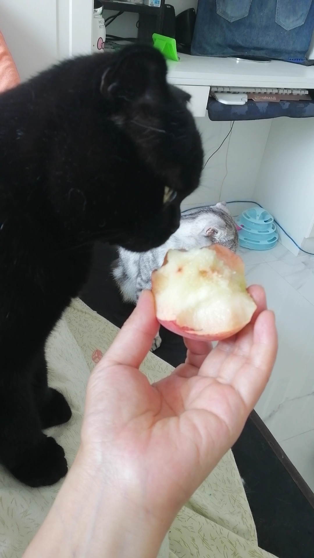 猫#嘿嘿吃西瓜火龙果,最爱吃的是香瓜,看我吃桃,也想尝尝.