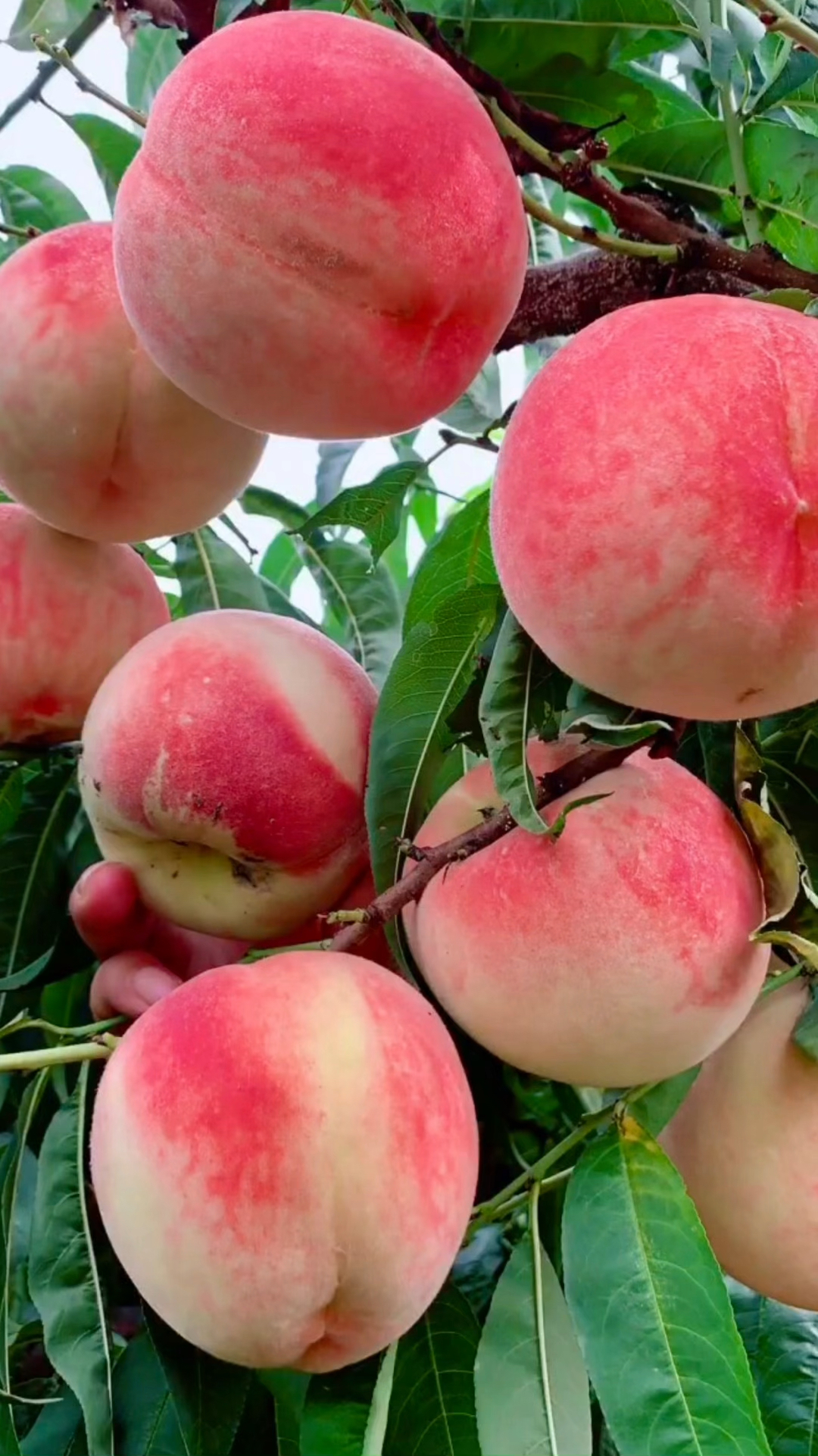 艳红大毛桃大果能长到一斤二三两.-度小视