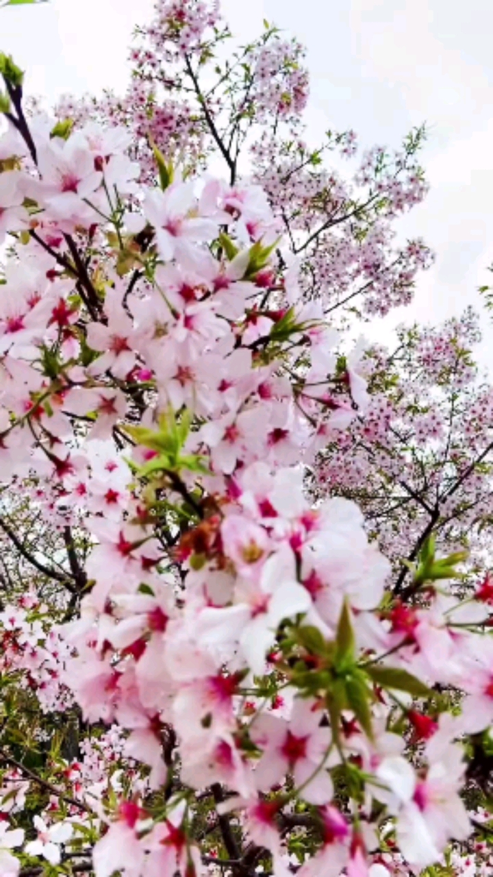 烟花二月去踏青,朵朵桃花满天飞!