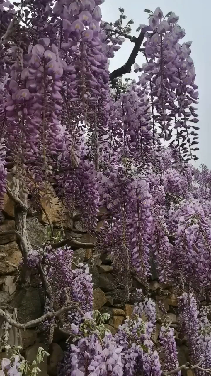 紫藤什么时候开花图片