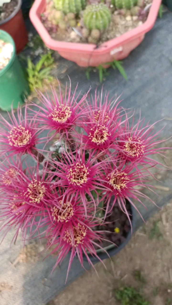 仙人球#一颗嫁接的红昭和