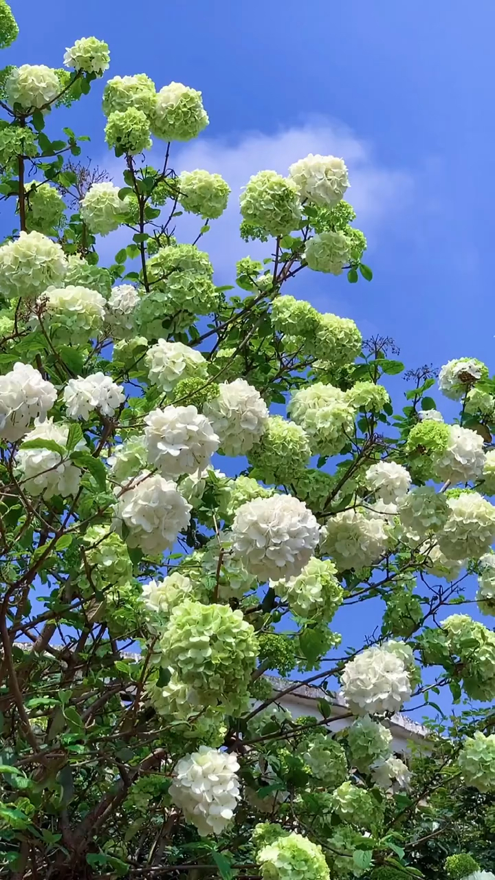 名贵花树,中华木绣球,耐寒耐旱,南北方都可以栽植