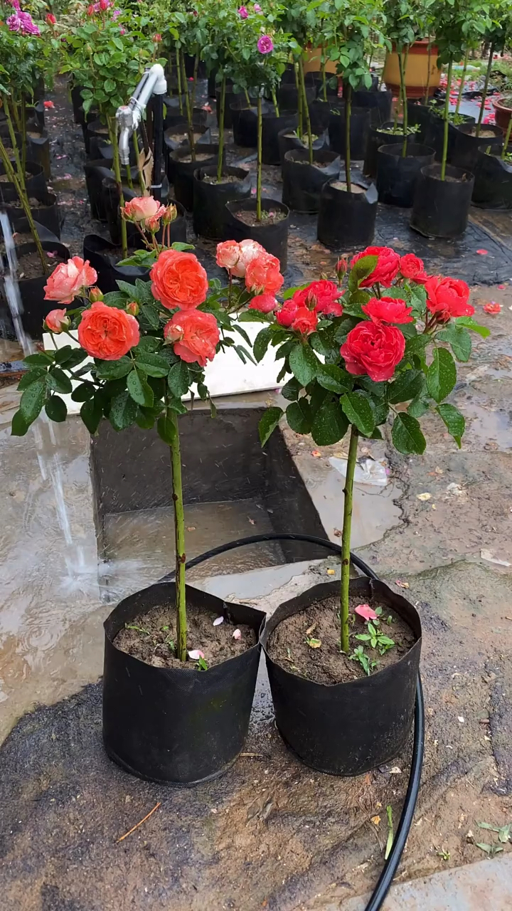 感谢全民我要上热门#棒棒糖月季品种多多