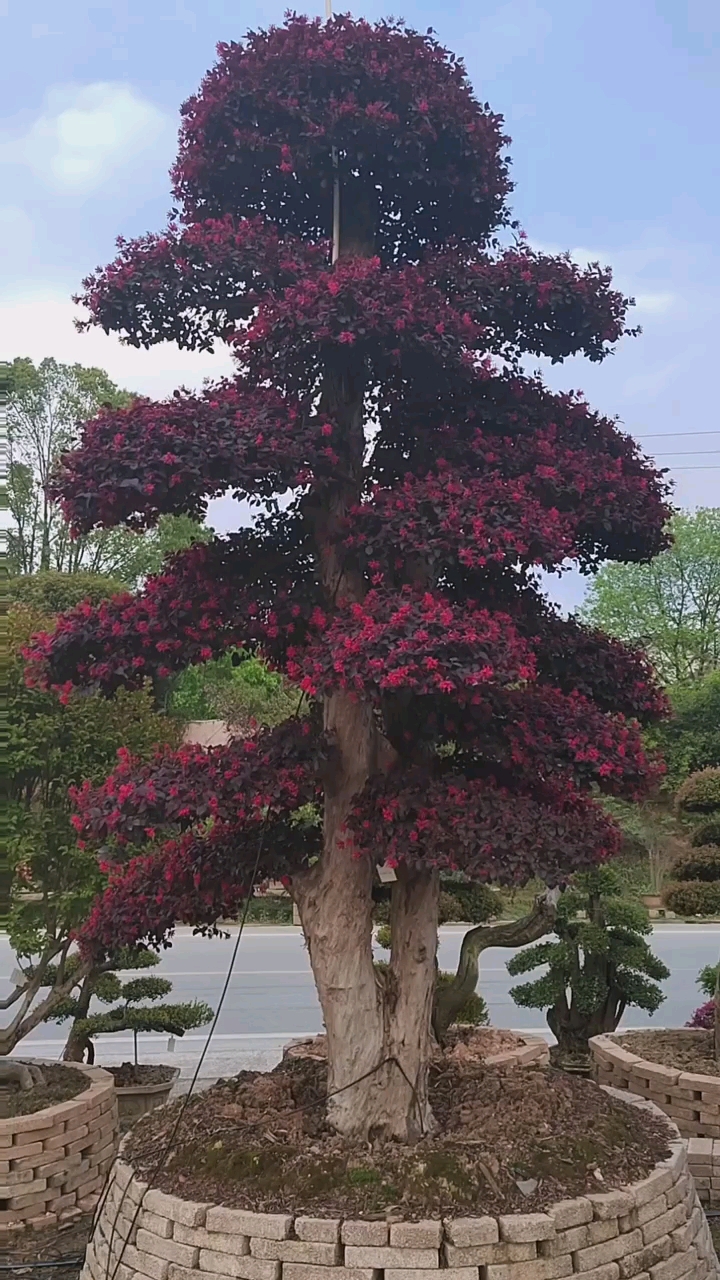 红花继木造型树红红火火四季不落叶适合庭院别墅农家小院栽植