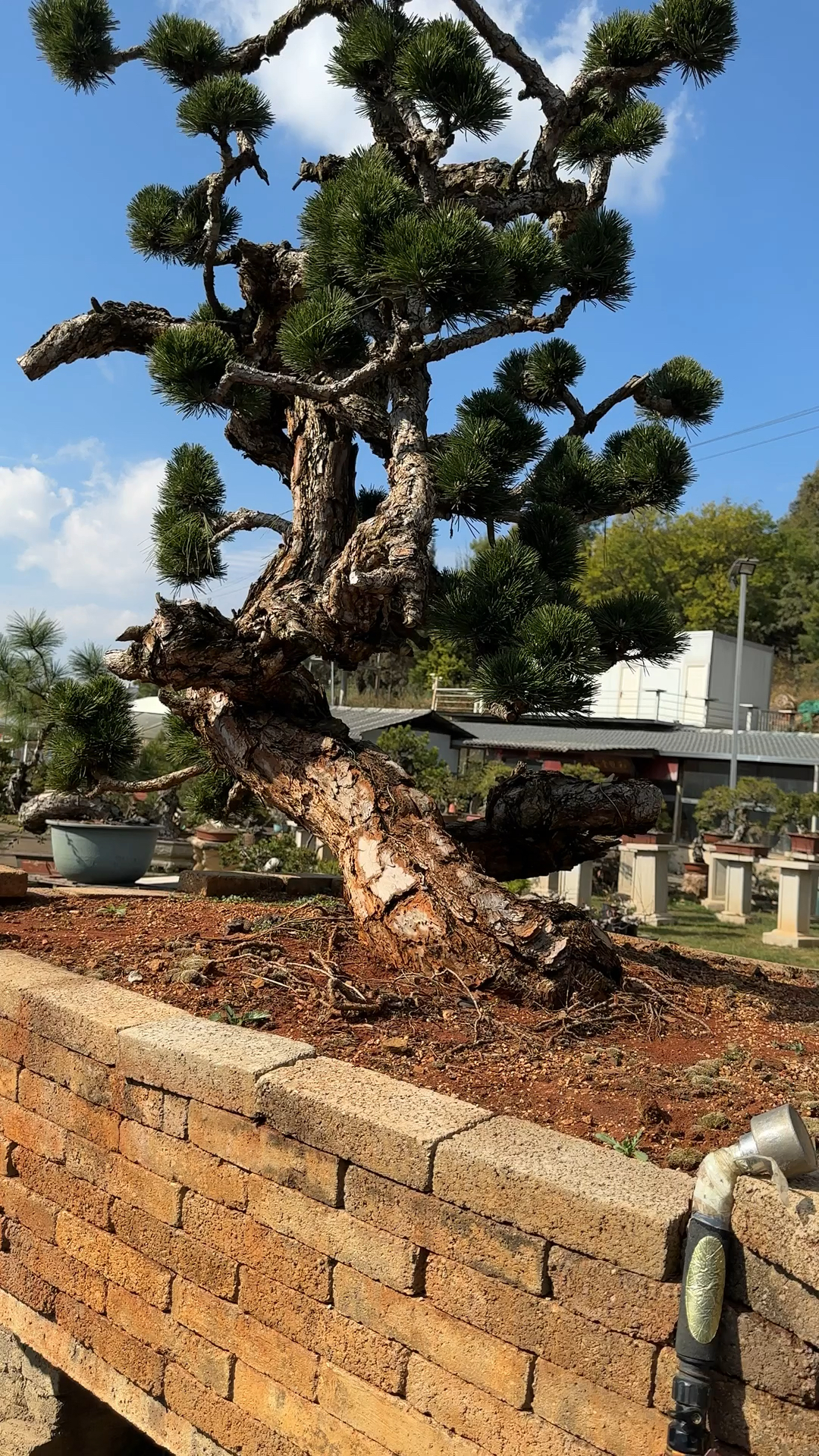 黑松嫁接千寿丸