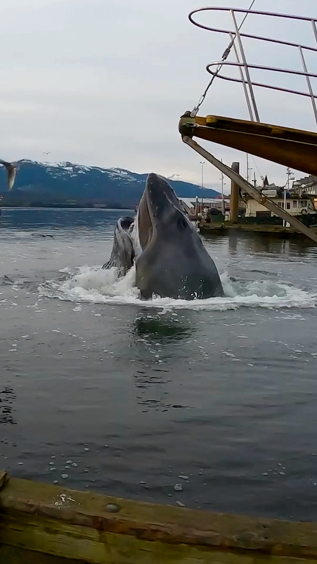 海洋鲸鱼#座头鲸进入港口捕食惊艳瞬间