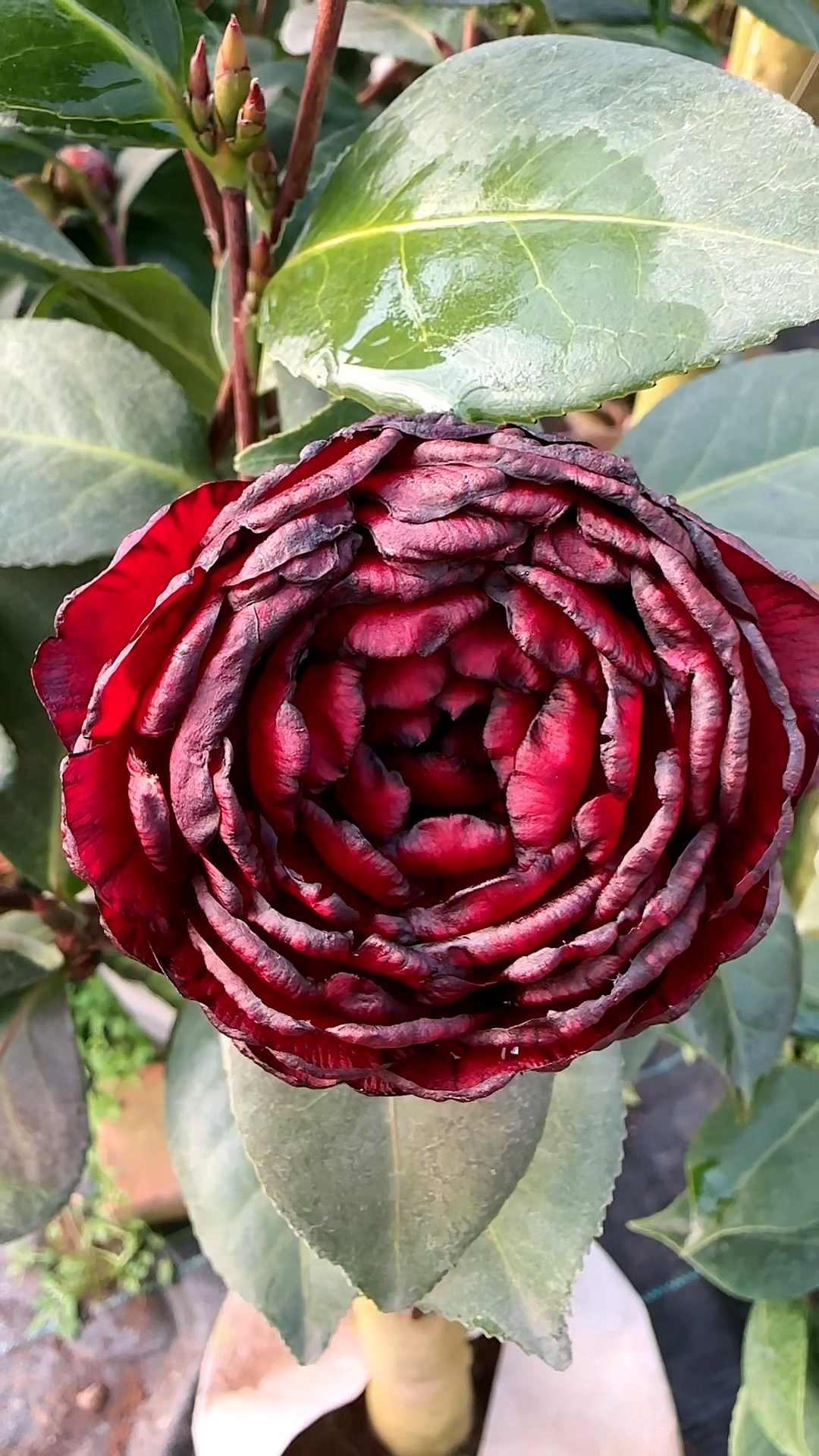 茶花#黑美人茶花开品鉴赏!