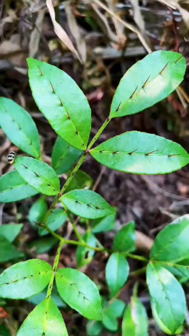 两面针,都知到它的名字,但是有很多人没见过它的真面目