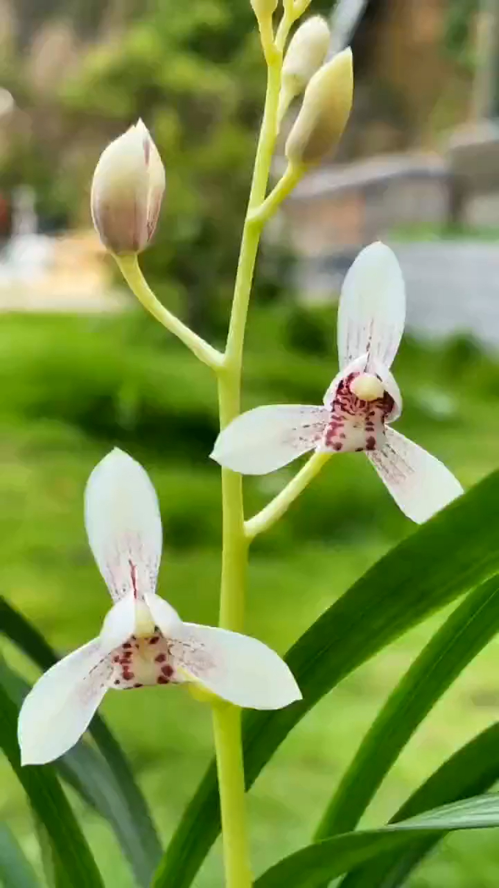 兰花#建兰白子画