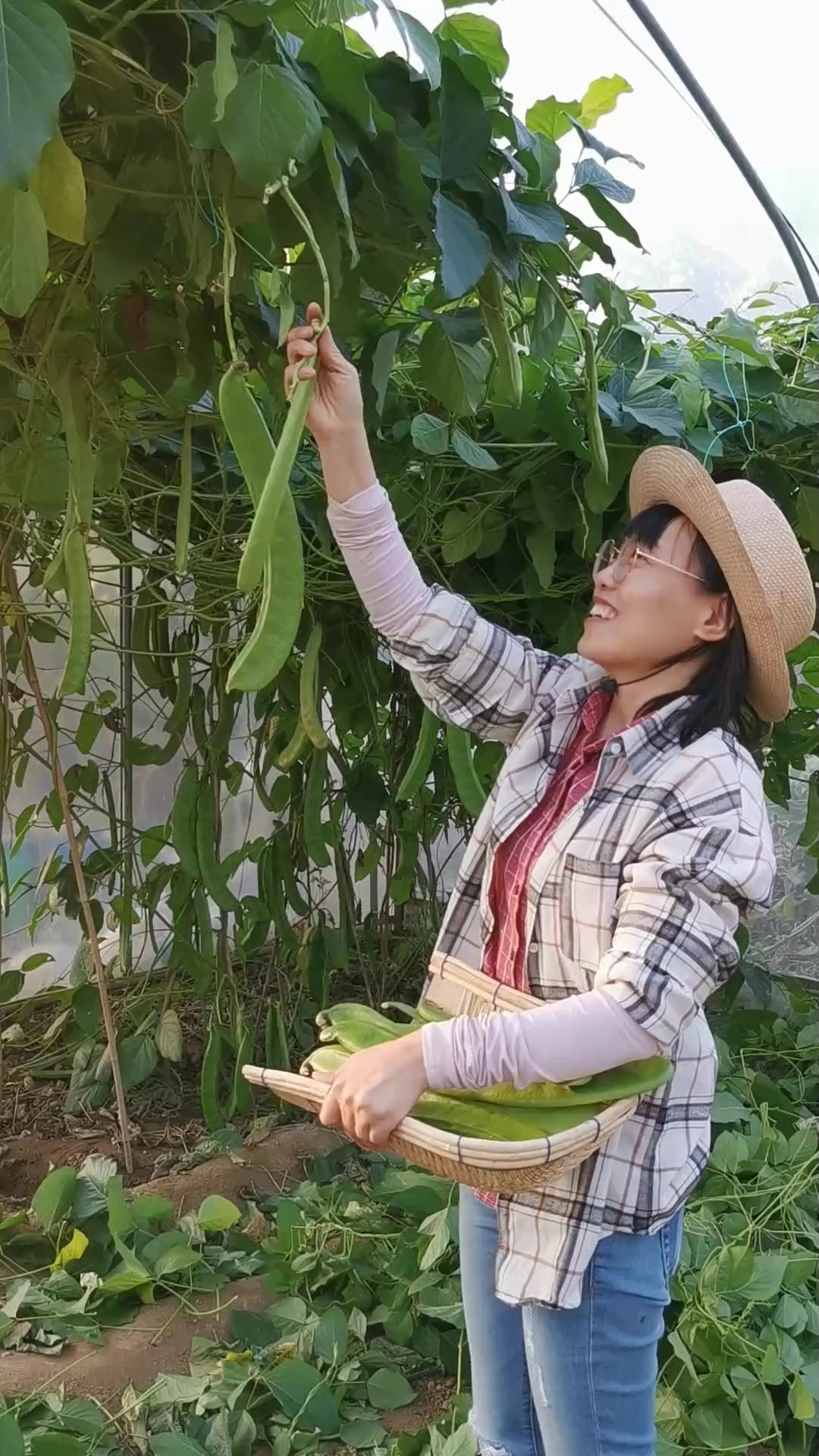 这个大刀豆,吃法特别多,尤其腌制成酸豆角和辣椒一起炒非常下饭,现在