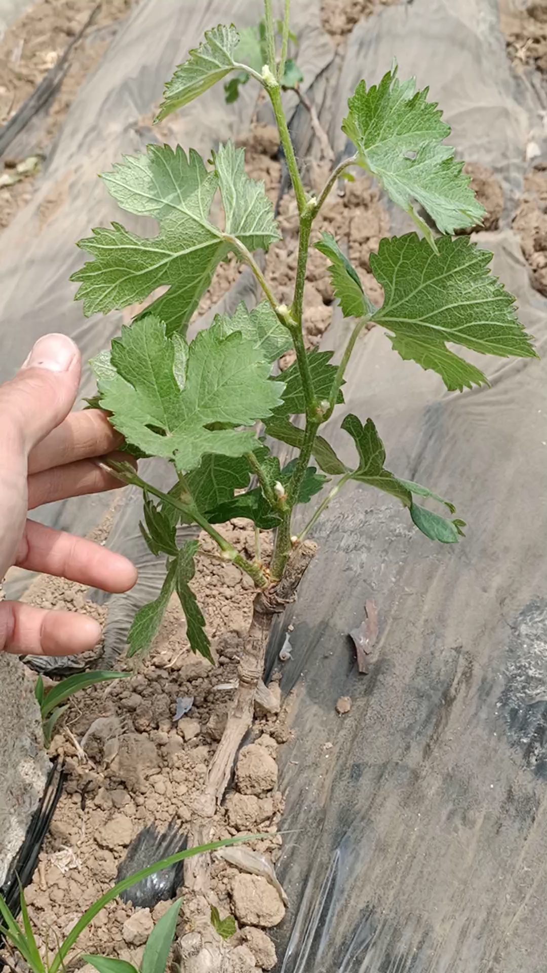 当年定植葡萄幼苗前期管理教程