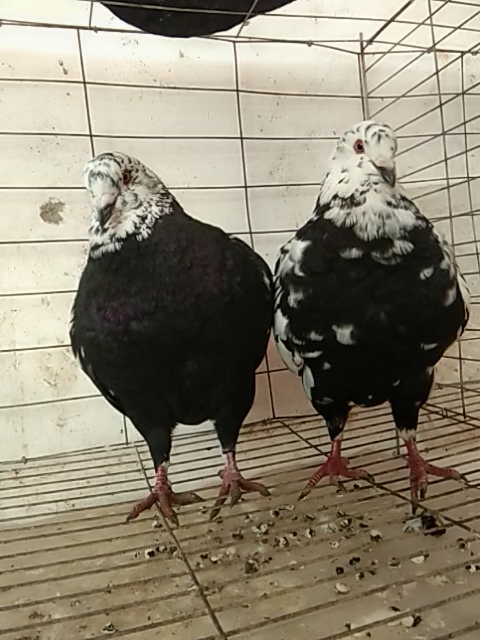 元宝鸽#大体雪花元宝鸽,笼养散养都可以