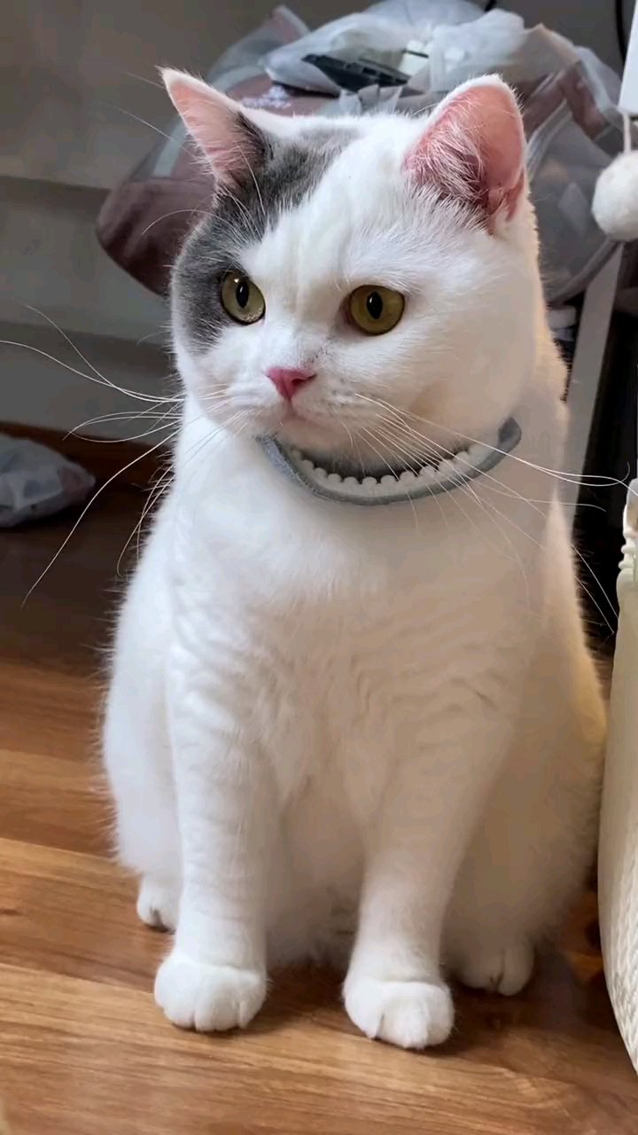 家有萌宠#香香软软的小猫咪谁不爱呢