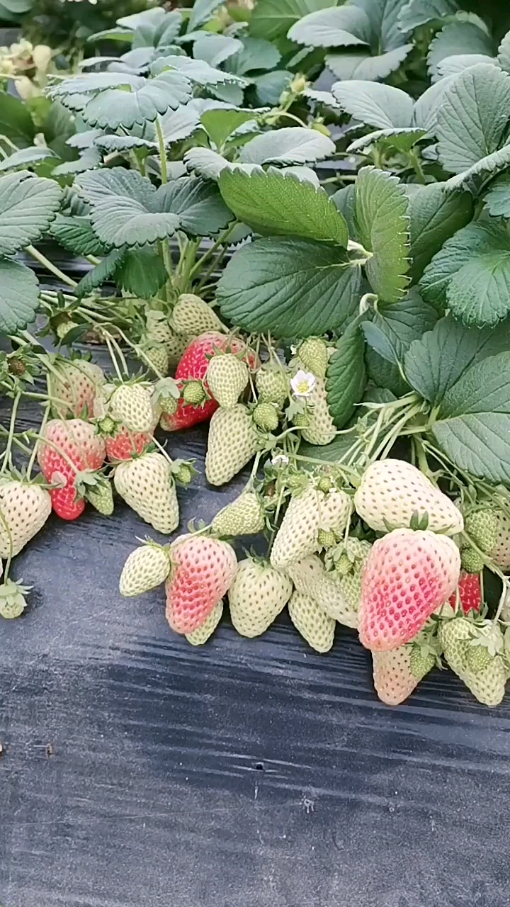妙香草莓苗硕果累累的,产量高口感好挂果早