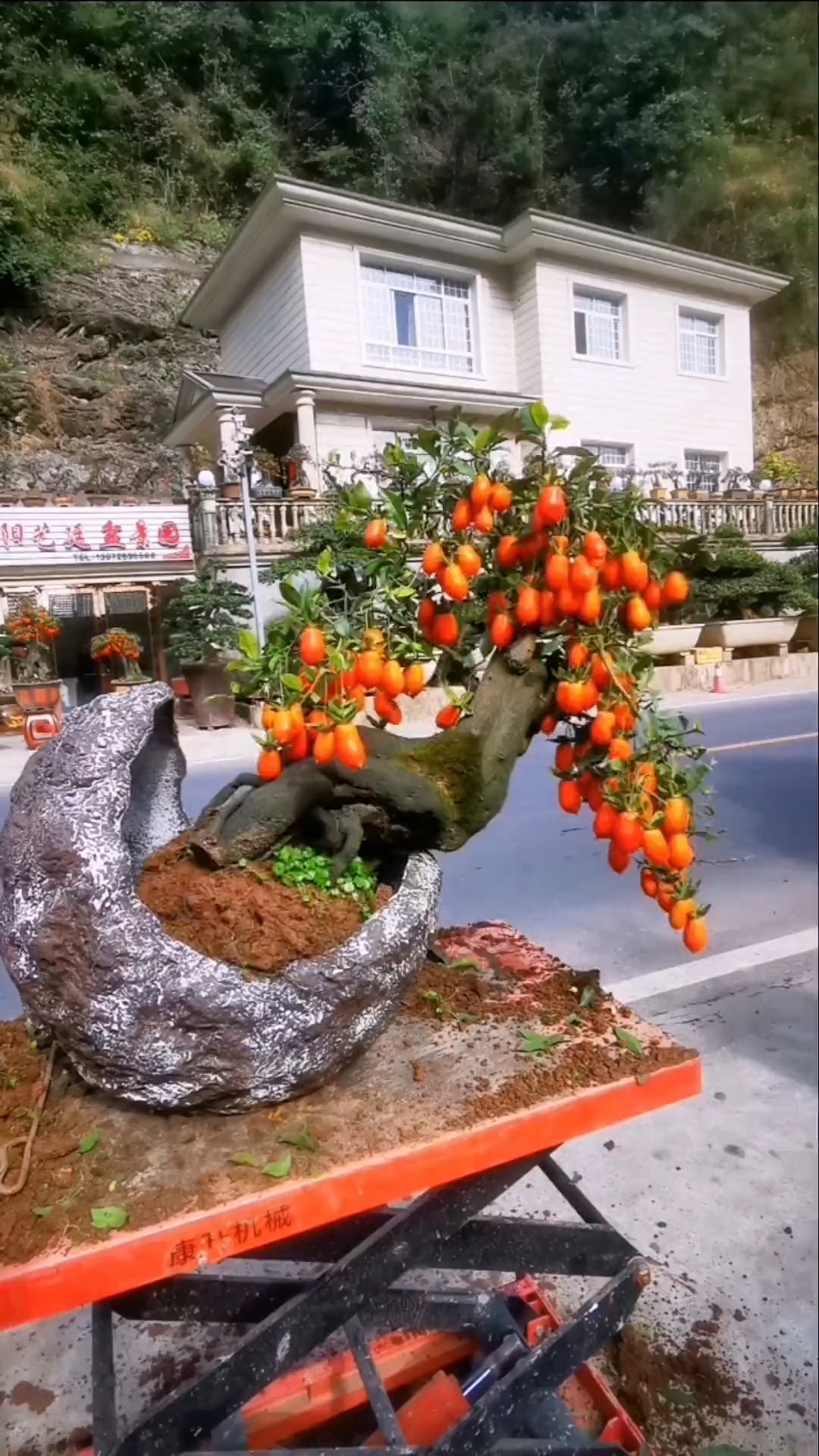 金弹子挂果就是漂亮