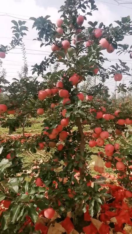 高纺锤形果树,株行距1×4米-度小视