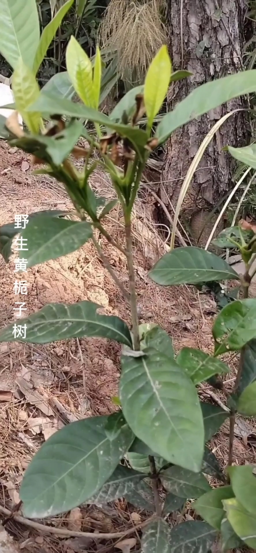 乡村生活#认识中草药之黄栀子树