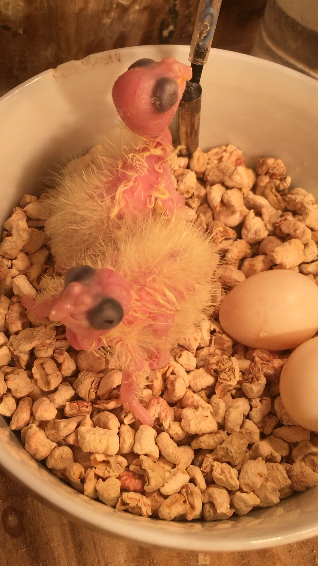 人工孵化出壳的小鹦鹉晚上起不来没喂正常两个小时喂一次