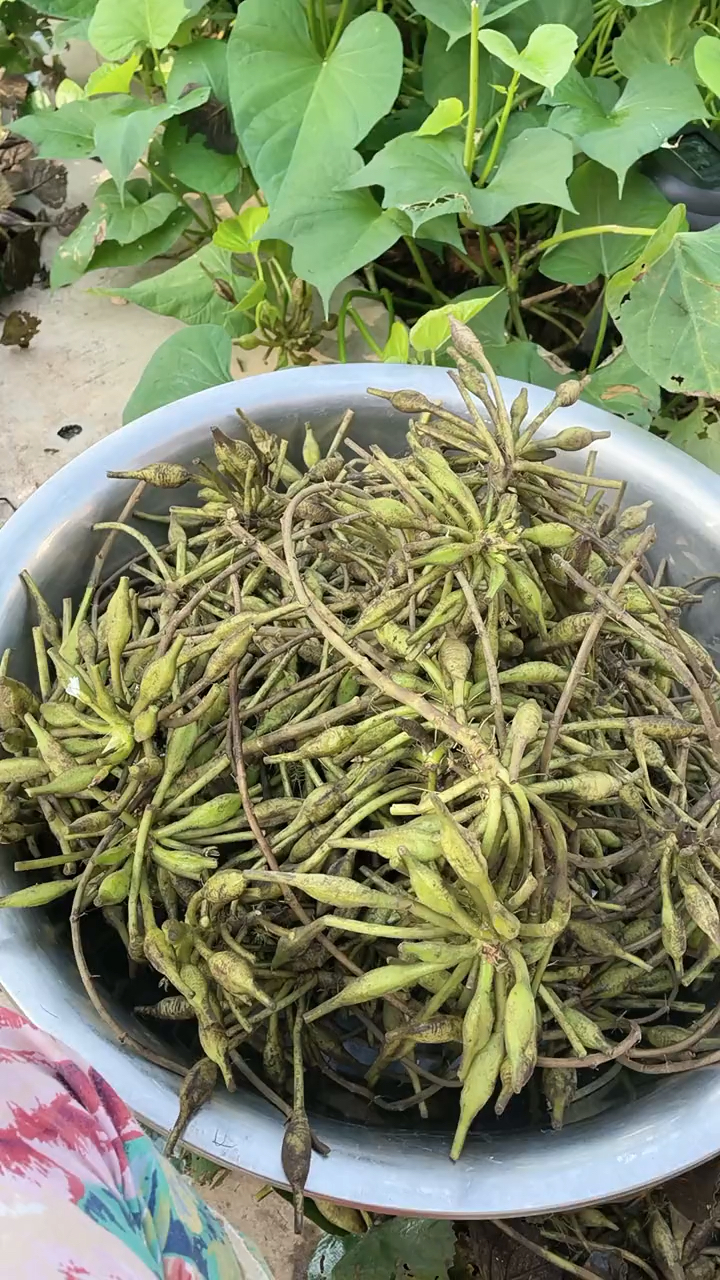 乡村生活#腌制菱角菜,有没有吃过的?