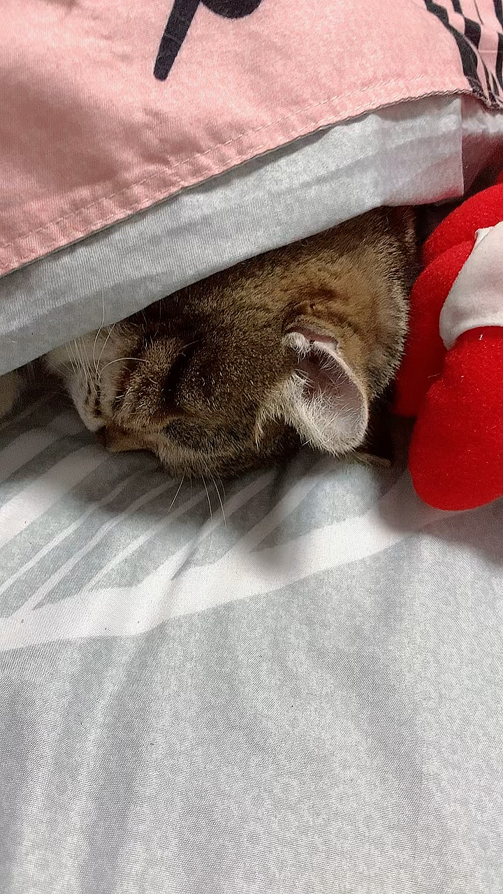 大宝宝睡的香嘞.