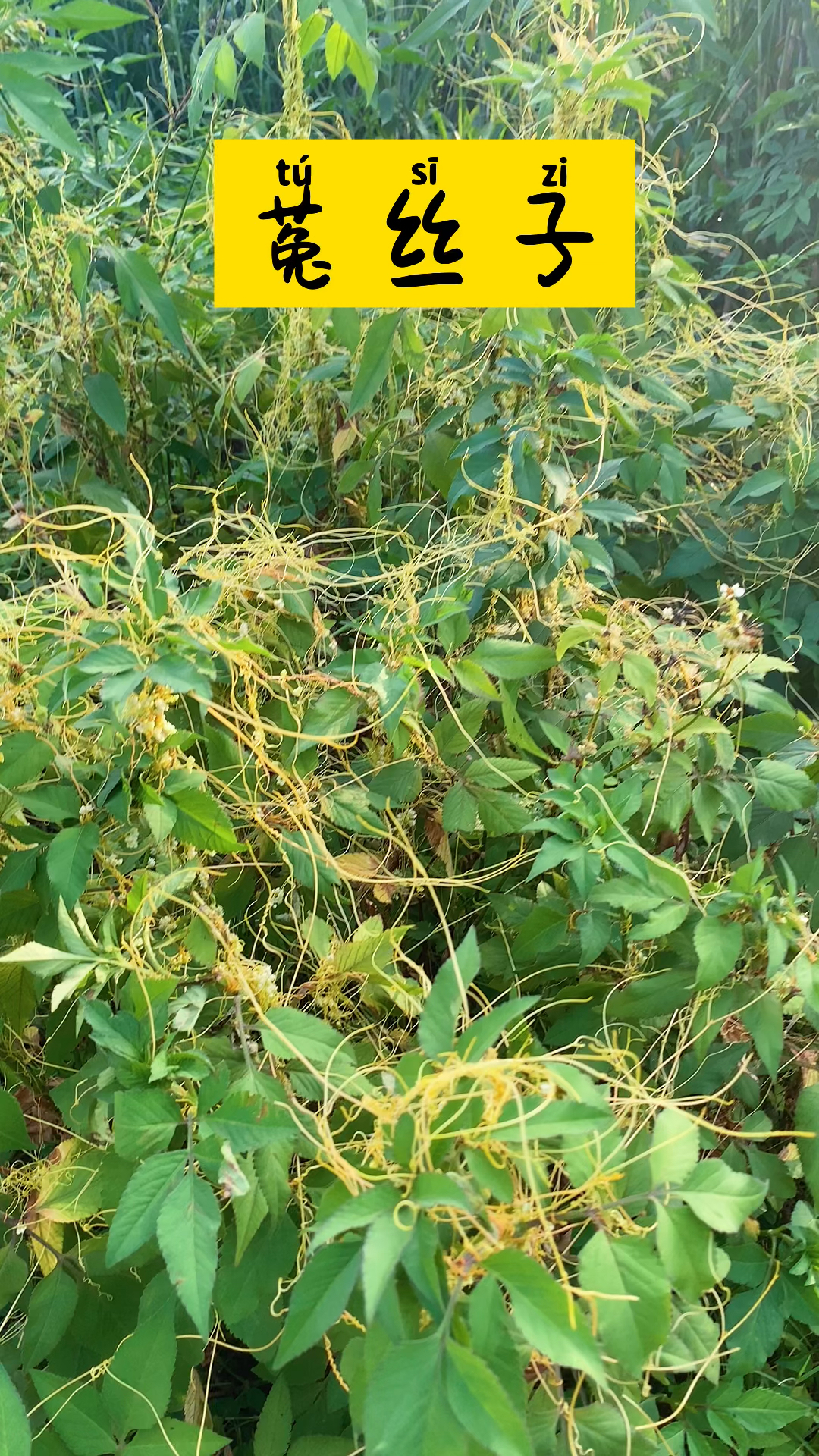 寄生的植物菟丝子你们家乡叫什么