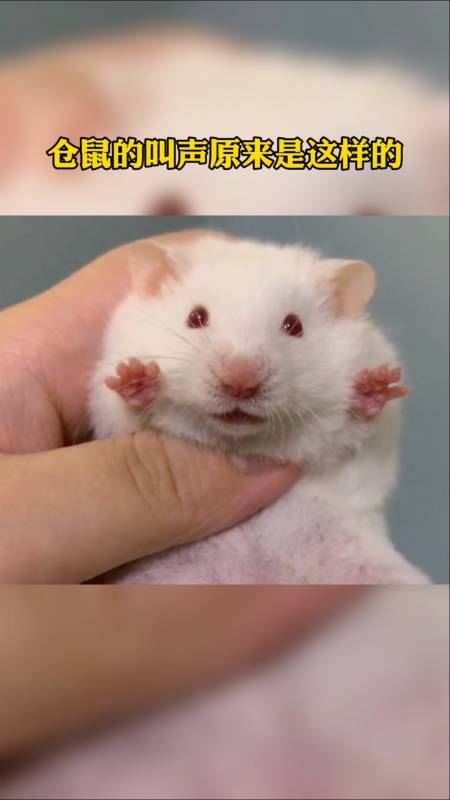 家有萌宠#仓鼠的叫声原来是这样的-全民小视频