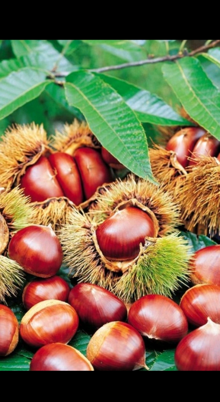 大红袍板栗苗#大红袍嫁接板栗苗准备打包