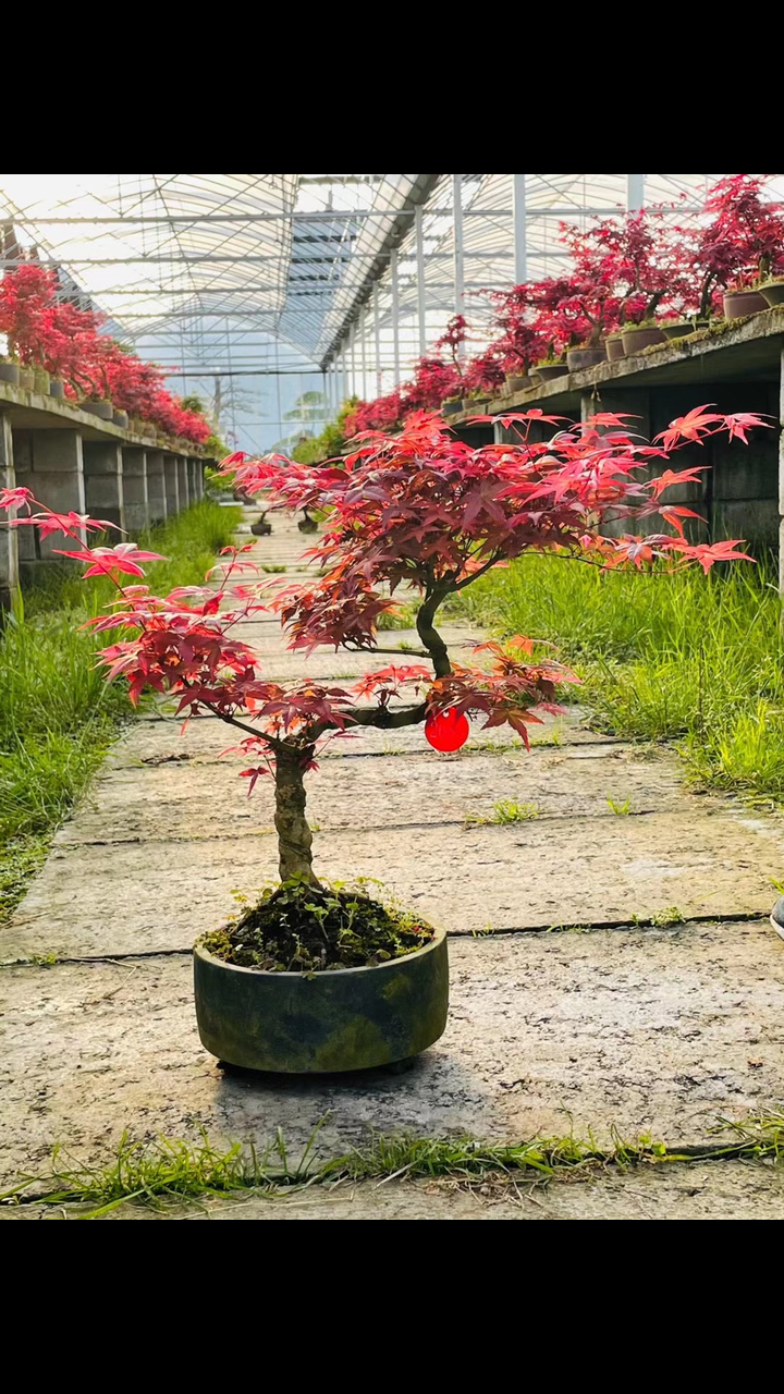 日本原生红舞姬枫树一物一拍.全部都是现货秒发