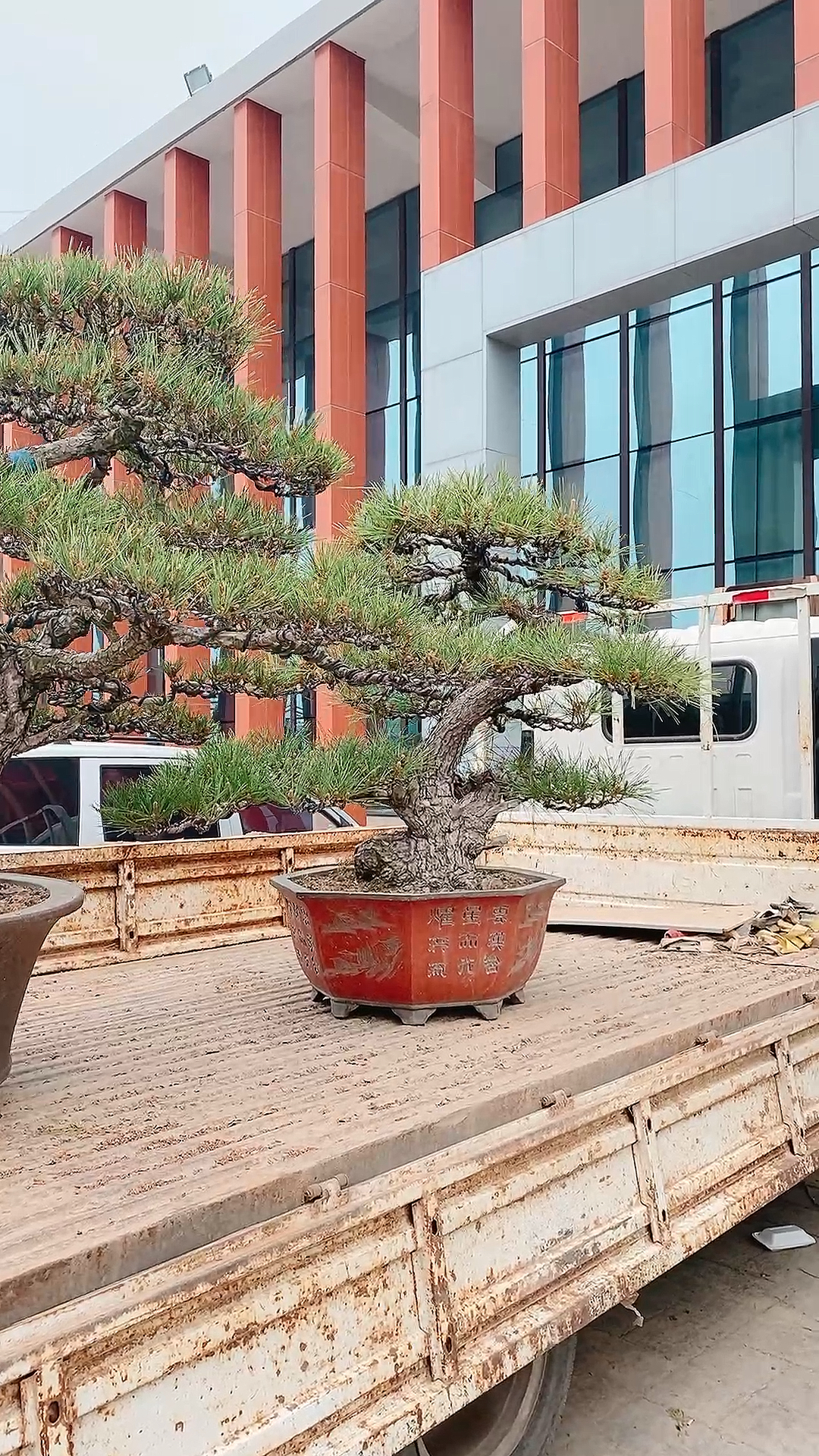 百年黑松,霸气无比