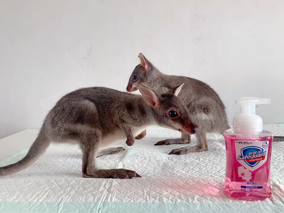 小小爱宠萌化你#圆盾袋鼠,萌宠宝贝