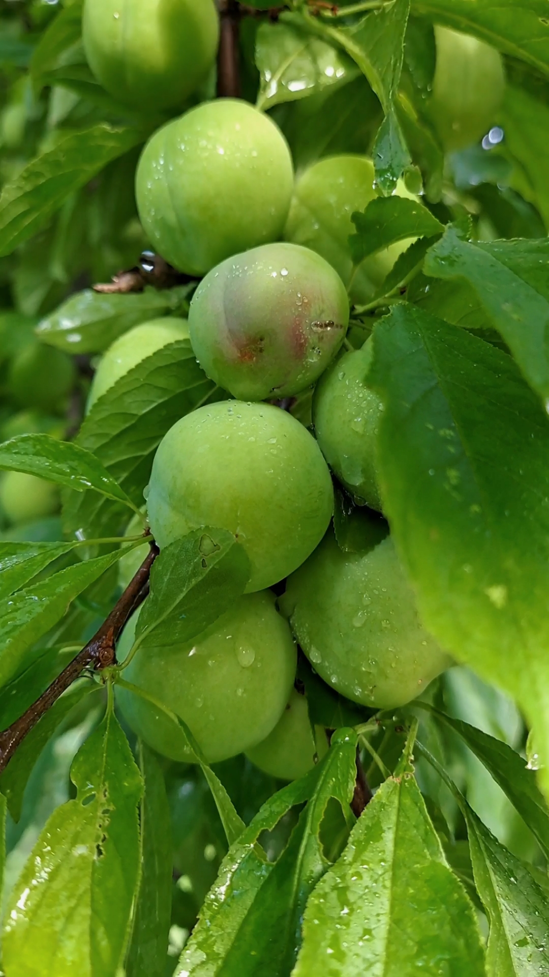 你好,夏天#成熟后的李子有四种颜色,听听有没有你喜欢的味道,五月的