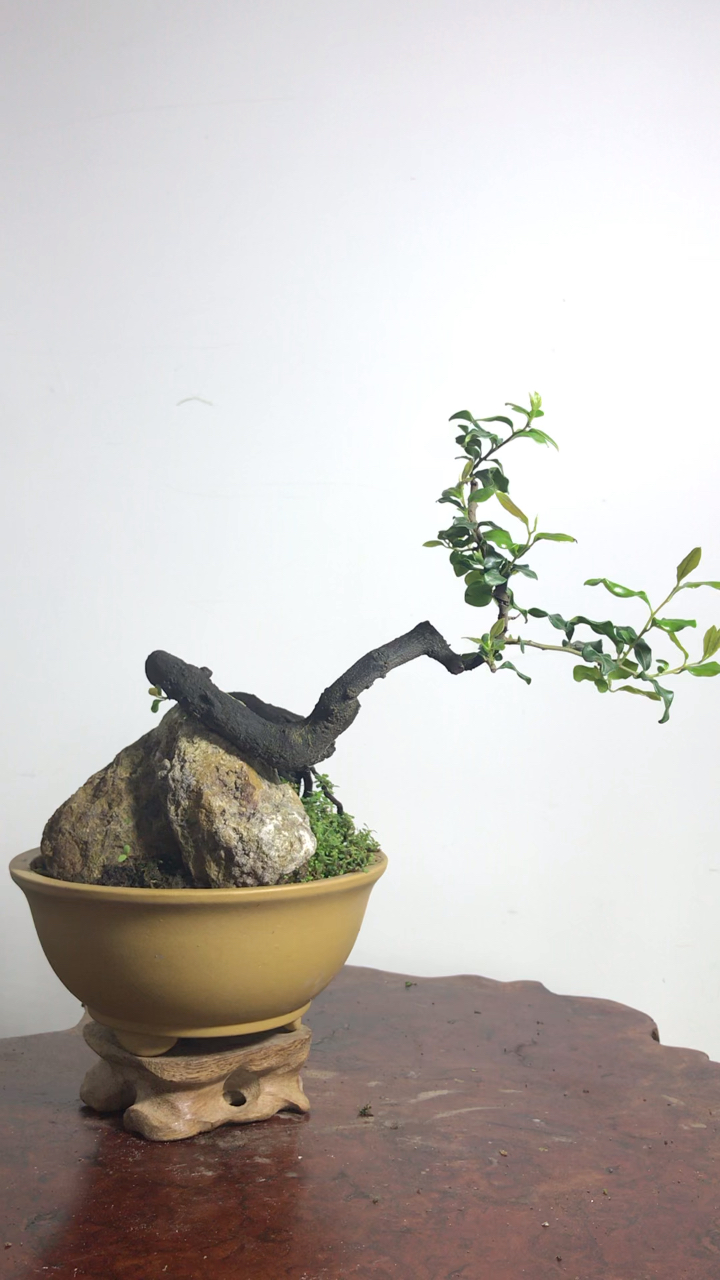 金弹子小品