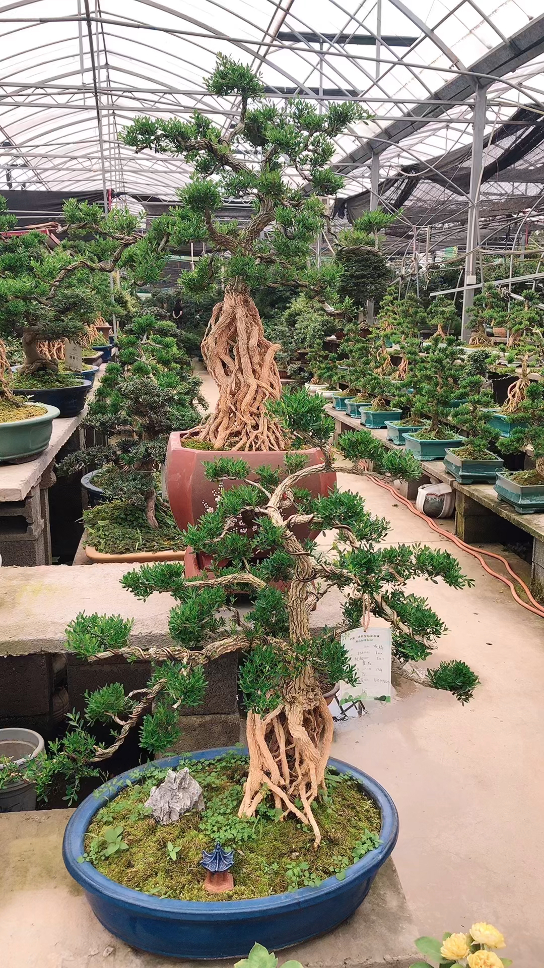 高提根雀舌黄杨