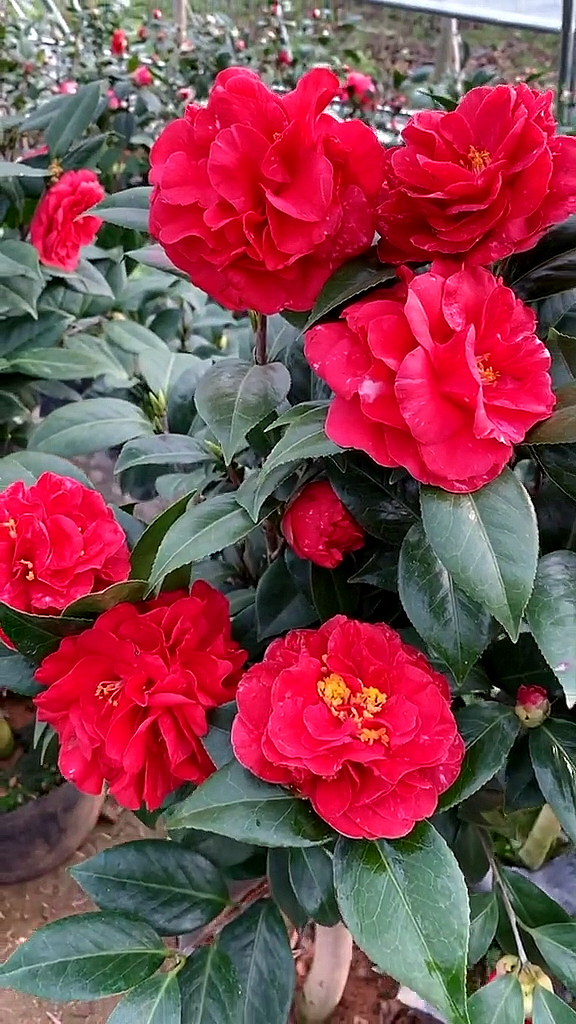 魔术城茶花开品鉴赏!