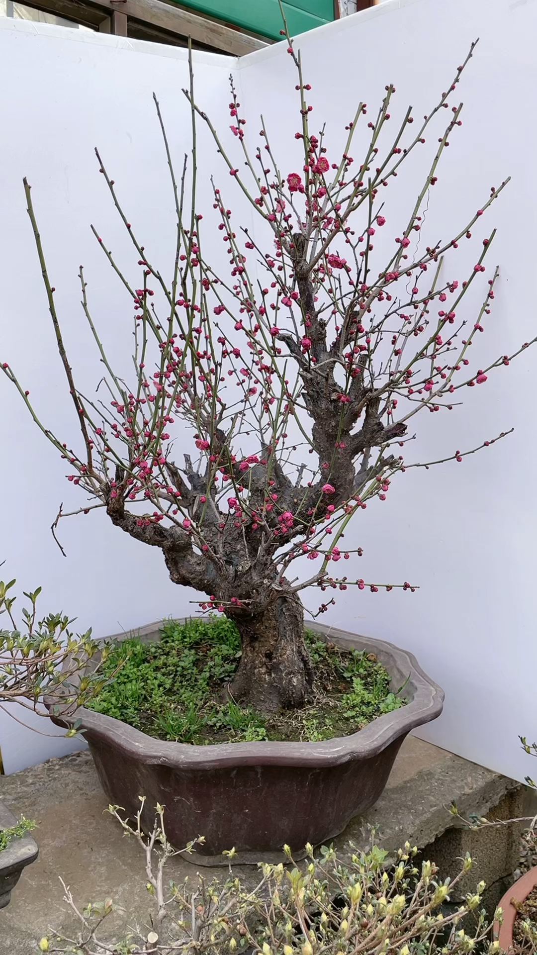 原生骨里红红梅怎么现在才开始开花98-全民小视频