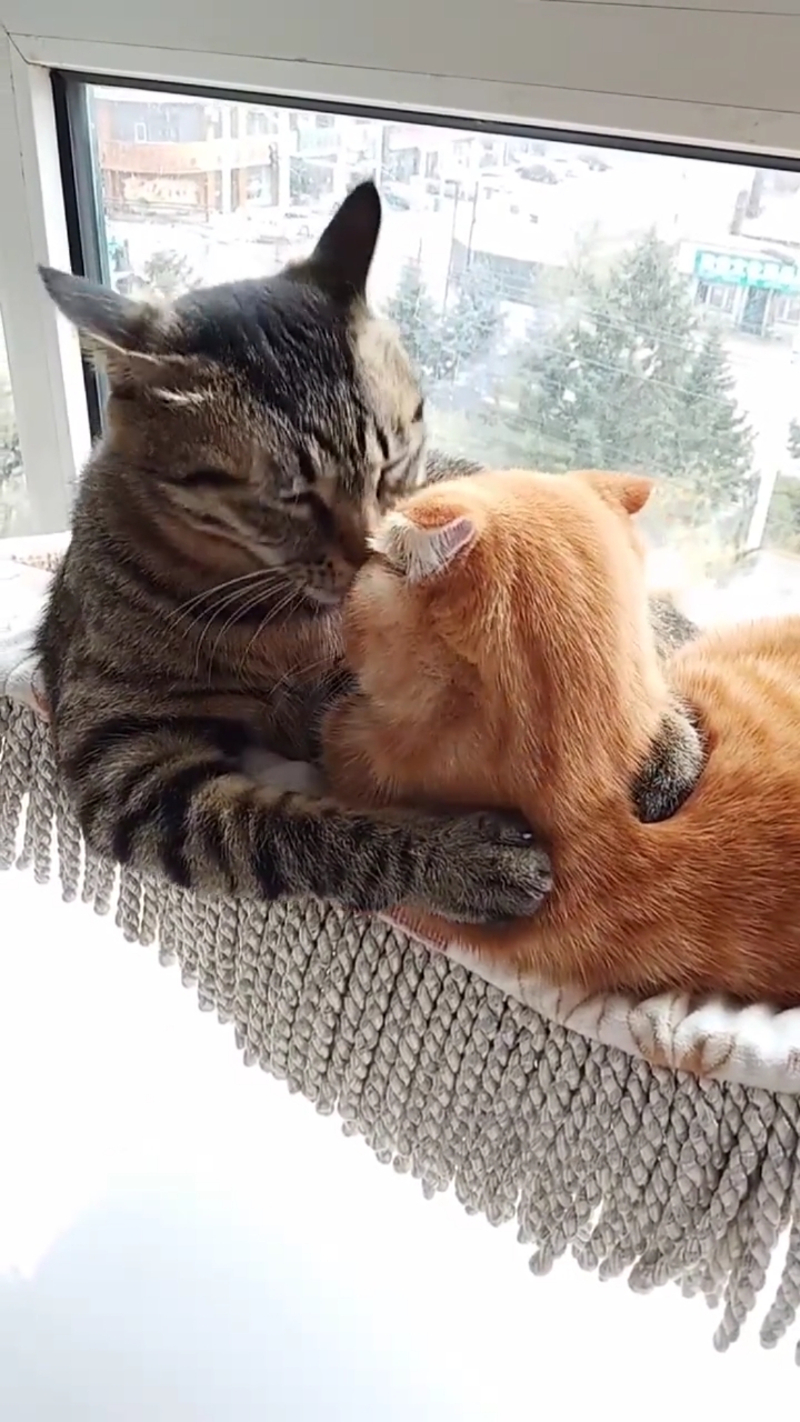 妥妥的秀恩爱,撒猫粮呀![尴尬][奸笑]