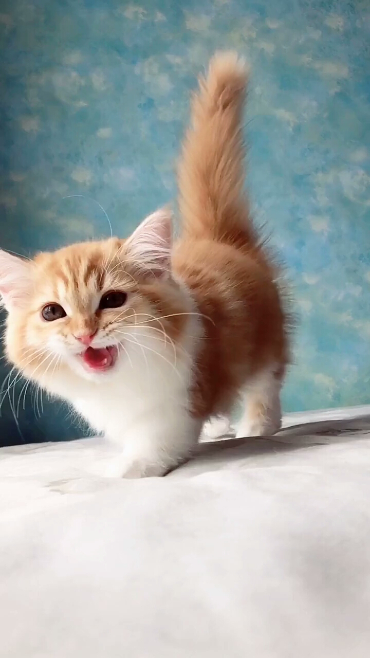 家有猫咪#很多忠粉问我胖橙是什么品种,不是英短美短金吉拉金渐层