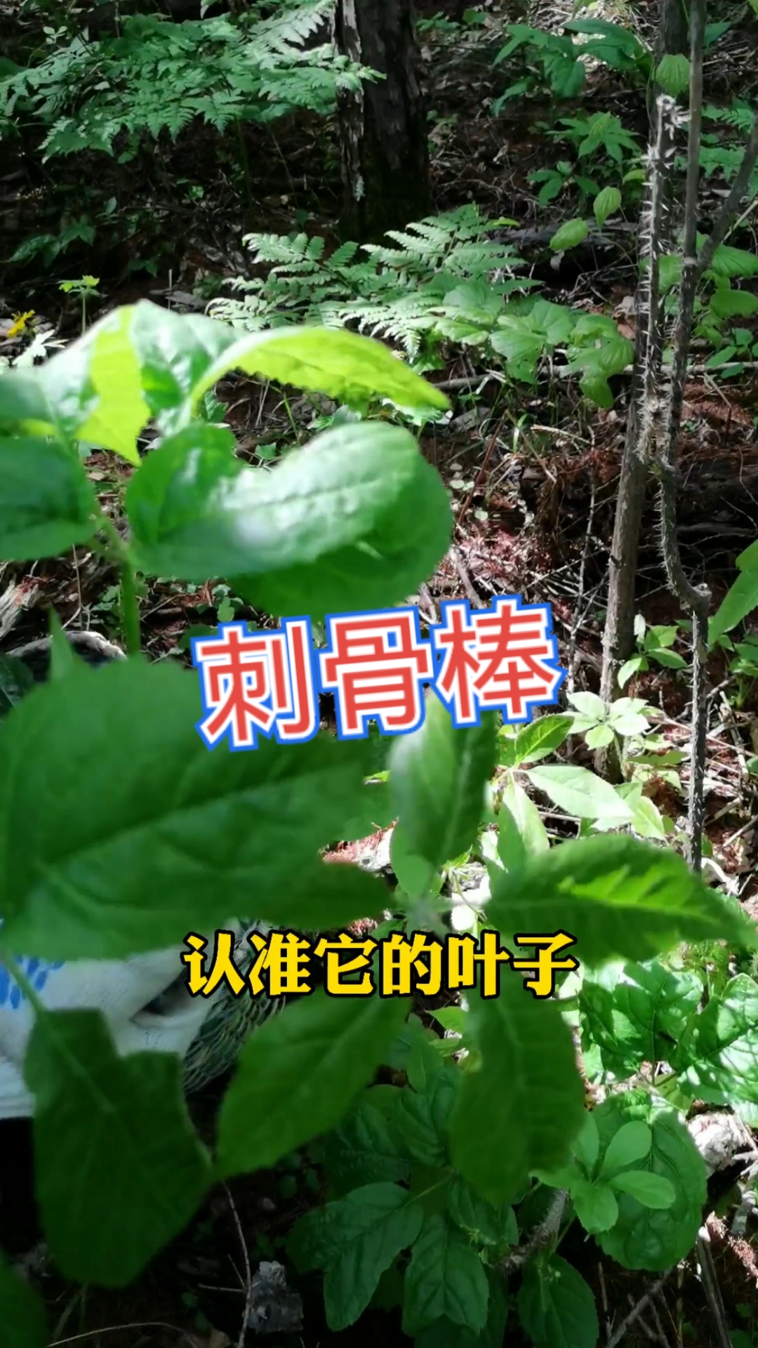 你好,夏天#刺骨棒已经长出来了,老爸说会看这个就能找到人参